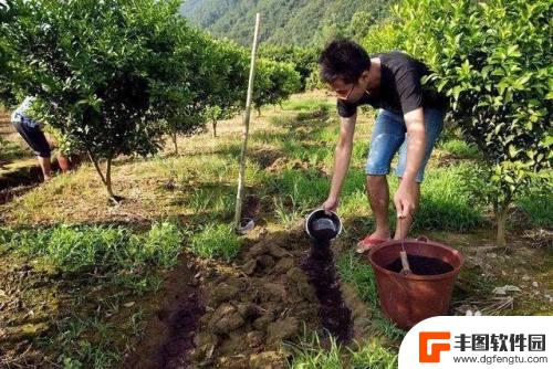 怎样保持苹果的外观和口感 怎样处理苹果的外观和口感的矛盾