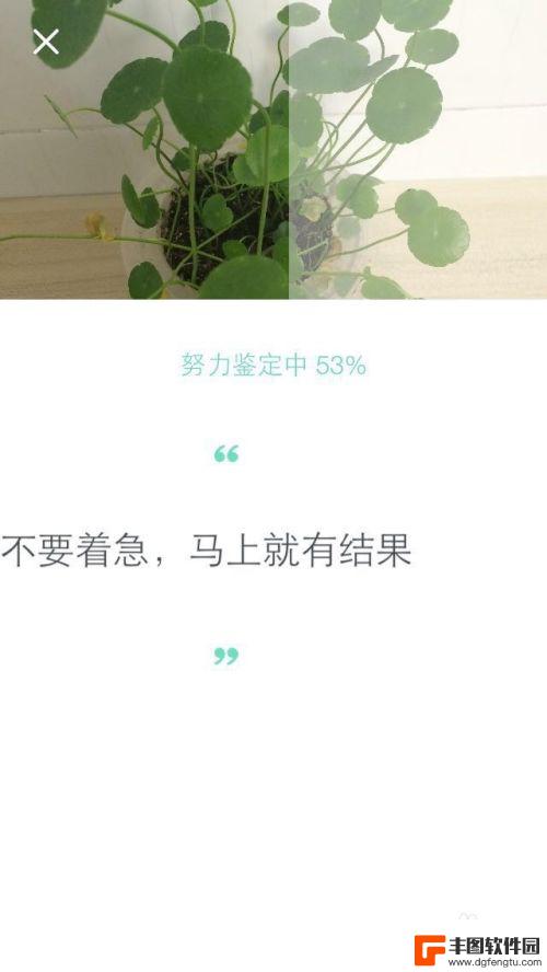 怎么用手机查树木名称 手机上怎么查植物的名称